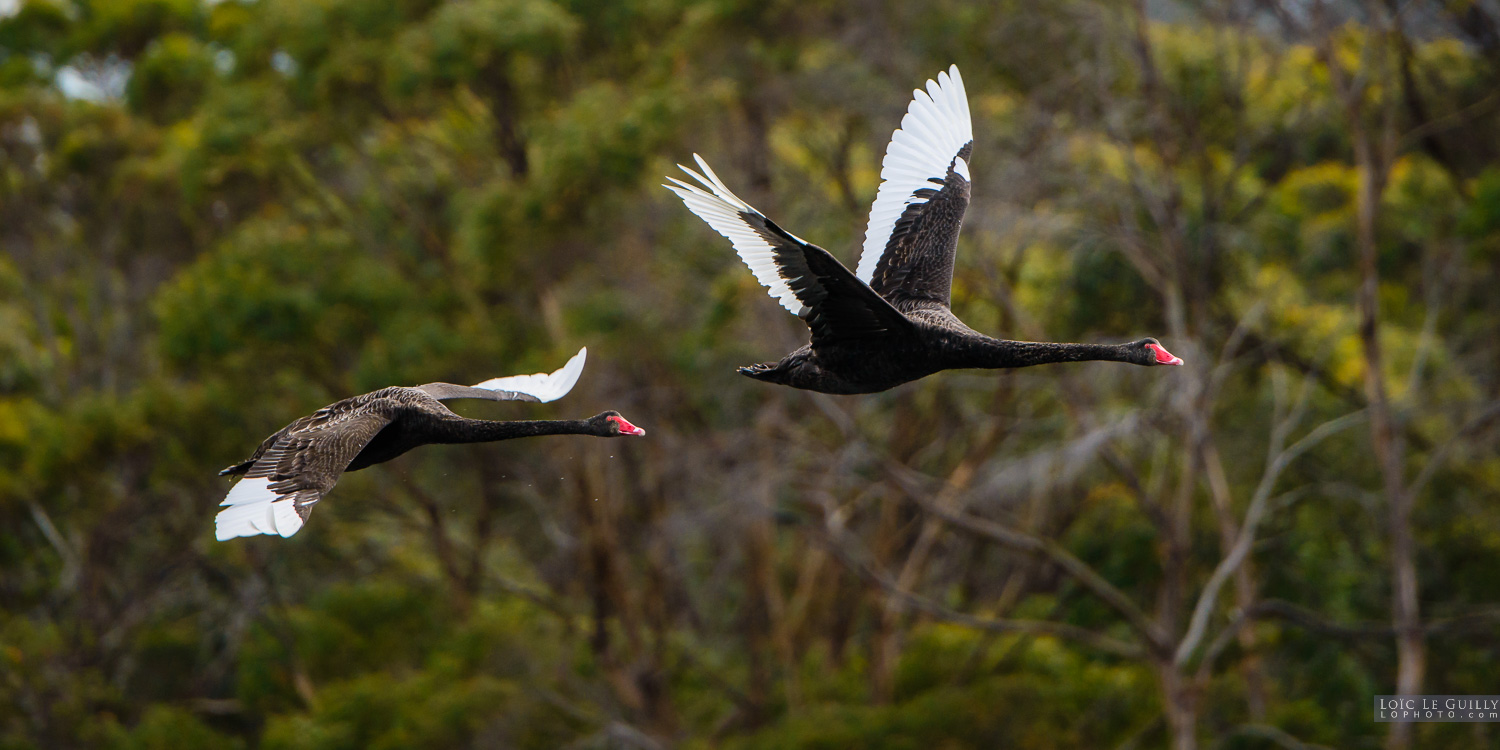 photograph of Black swans flying
